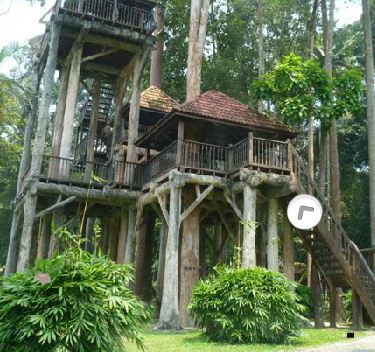 Mushroom Tree House Fores…